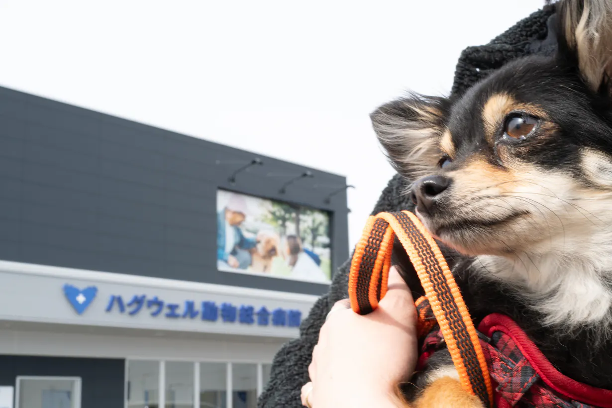 大学病院並みの高度医療と設備を「かかりつけ」に。1.5次診療のハグウェル動物総合病院が吉川美南にオープン！