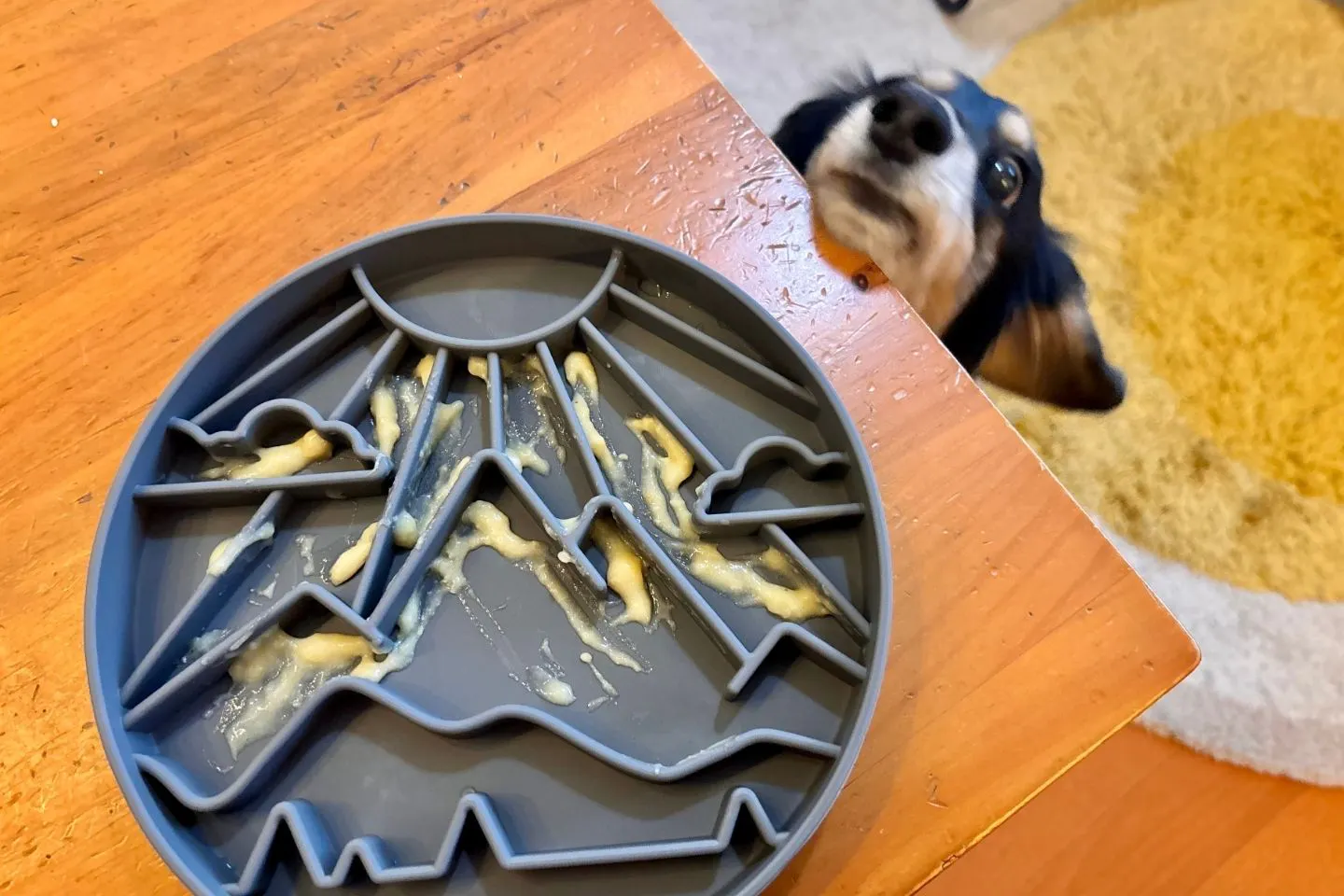 犬用ペーストを塗った早食い防止マット