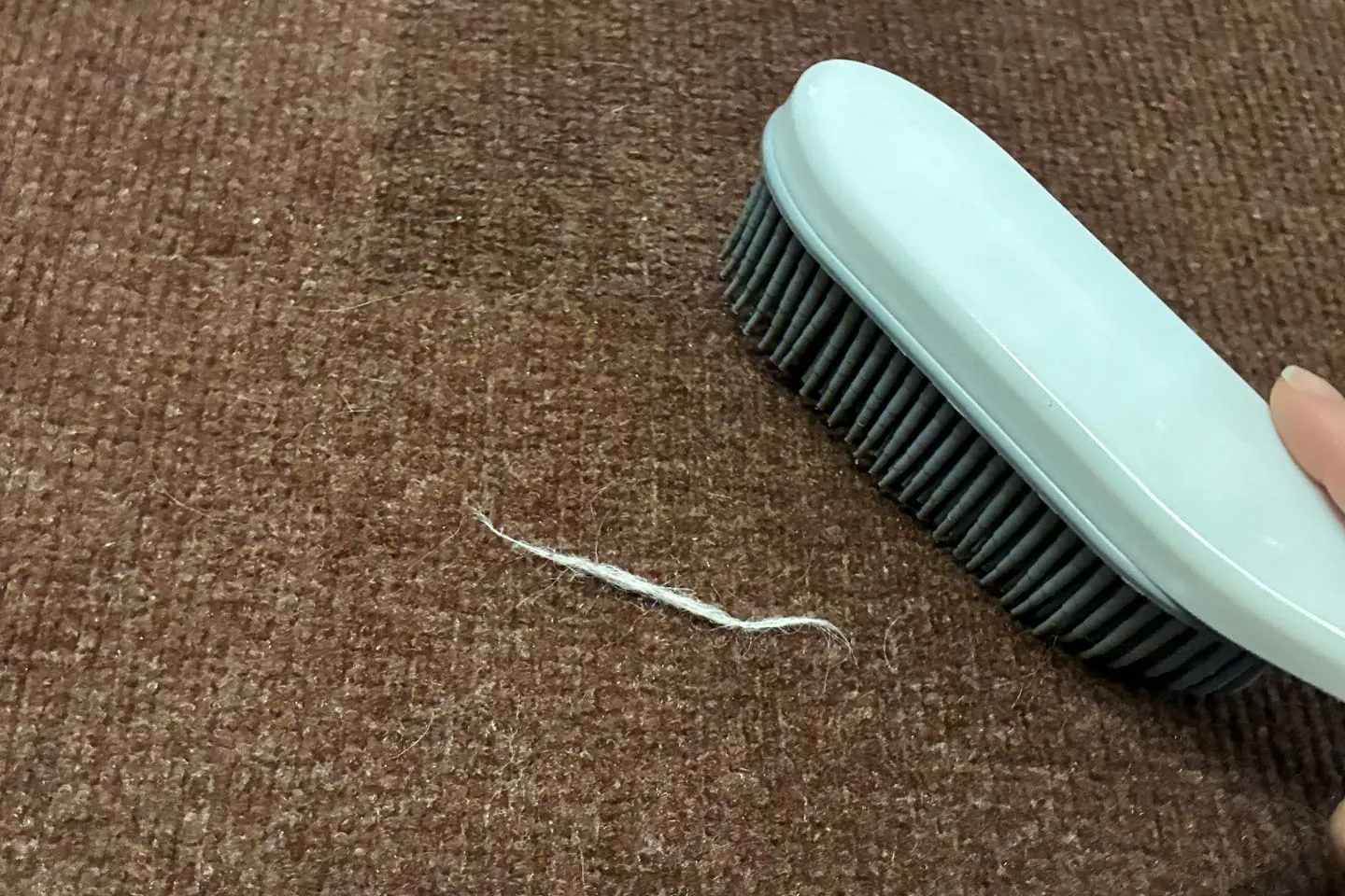 集めた毛をカーペットやソファにこすりつけるように撫でてみる