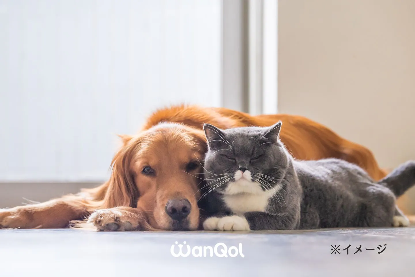 犬と猫が寄り添って眠る様子 犬と猫が寄り添って眠る様子