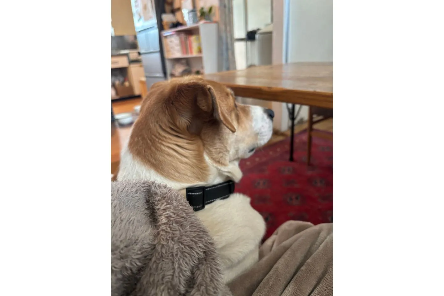 犬のプニプニ