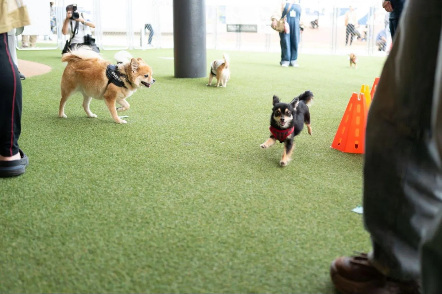 愛犬のチワワと一緒にカインズのドッグイベント「犬種別オフ会」に参加してきた！