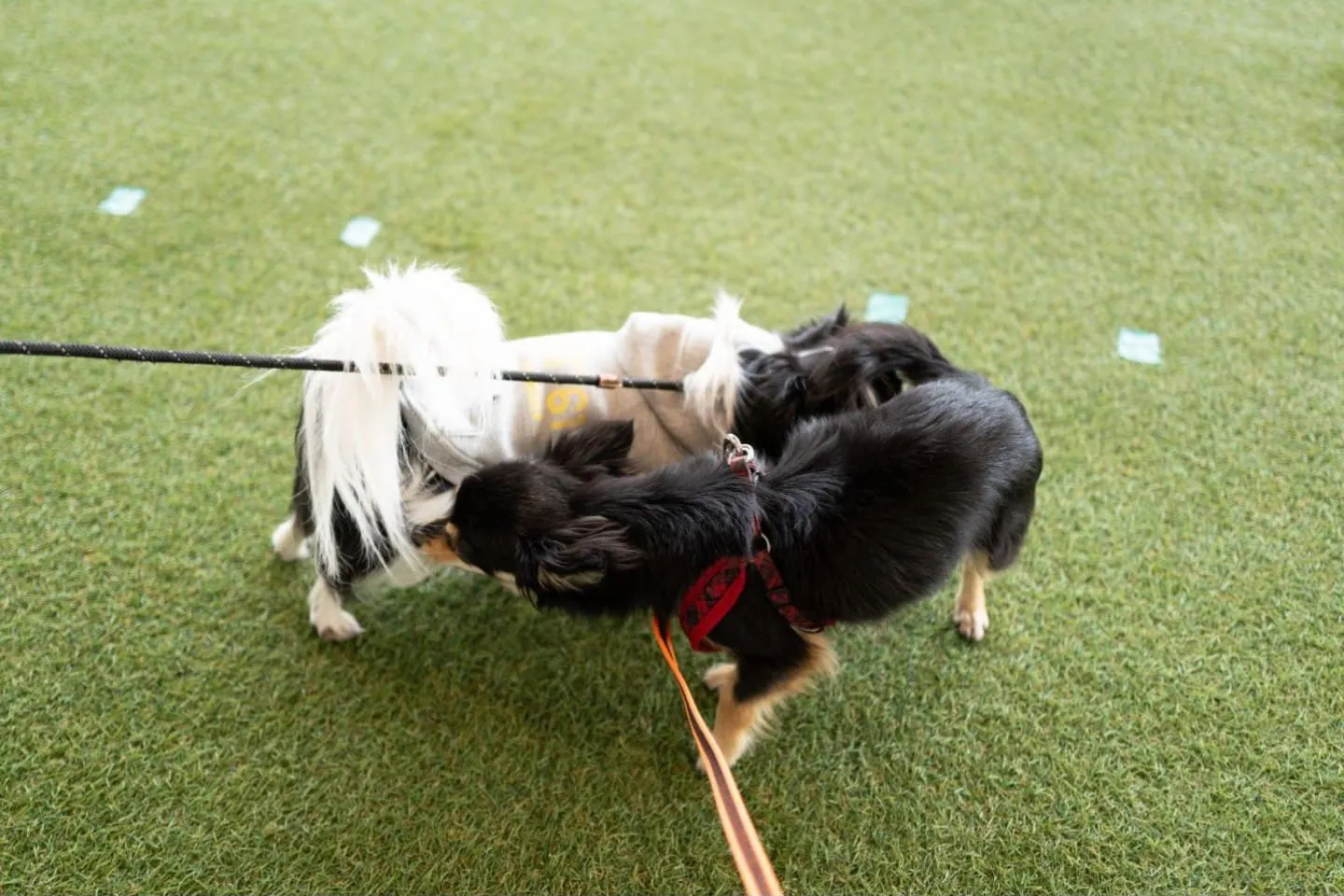 犬同士が交流する様子
