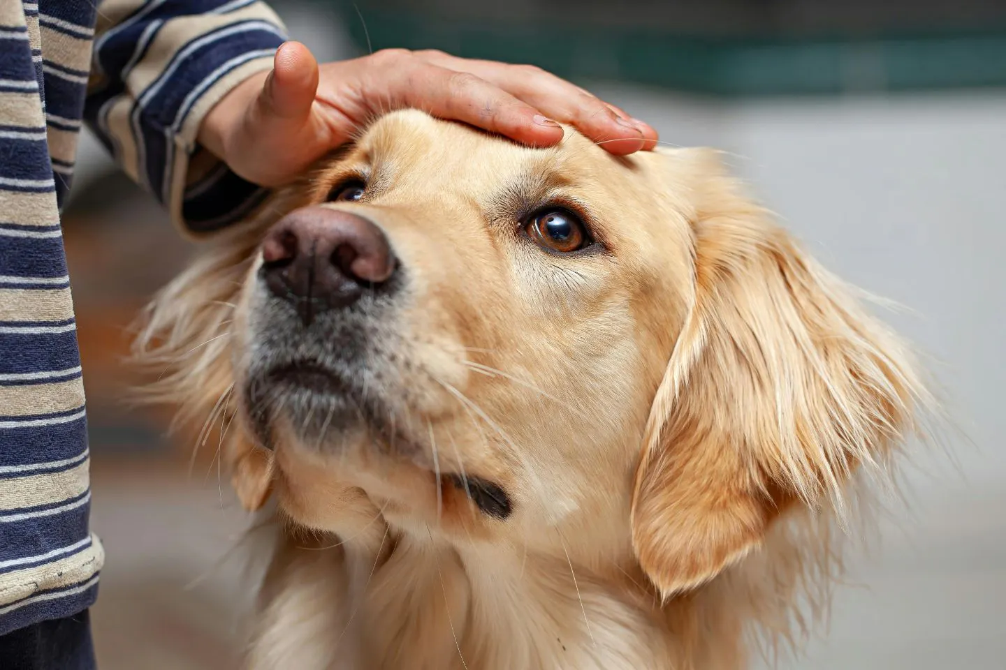 「高齢になったら犬は諦めるべき?」人も犬も高齢化が進む今、獣医師と考える「終生飼養」