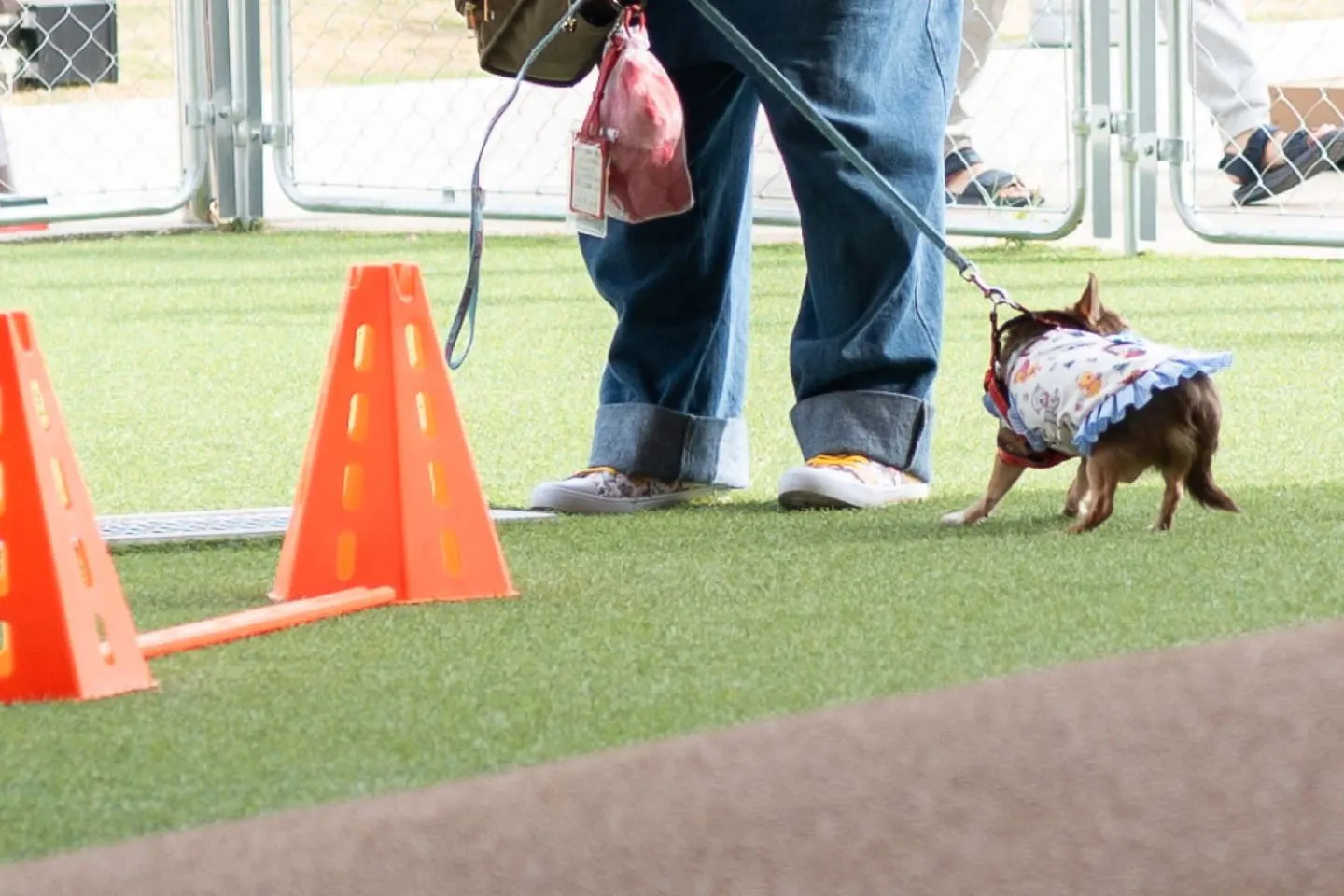 コースに挑戦する犬