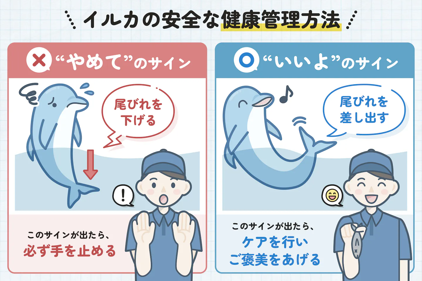 イルカの安全な健康管理方法