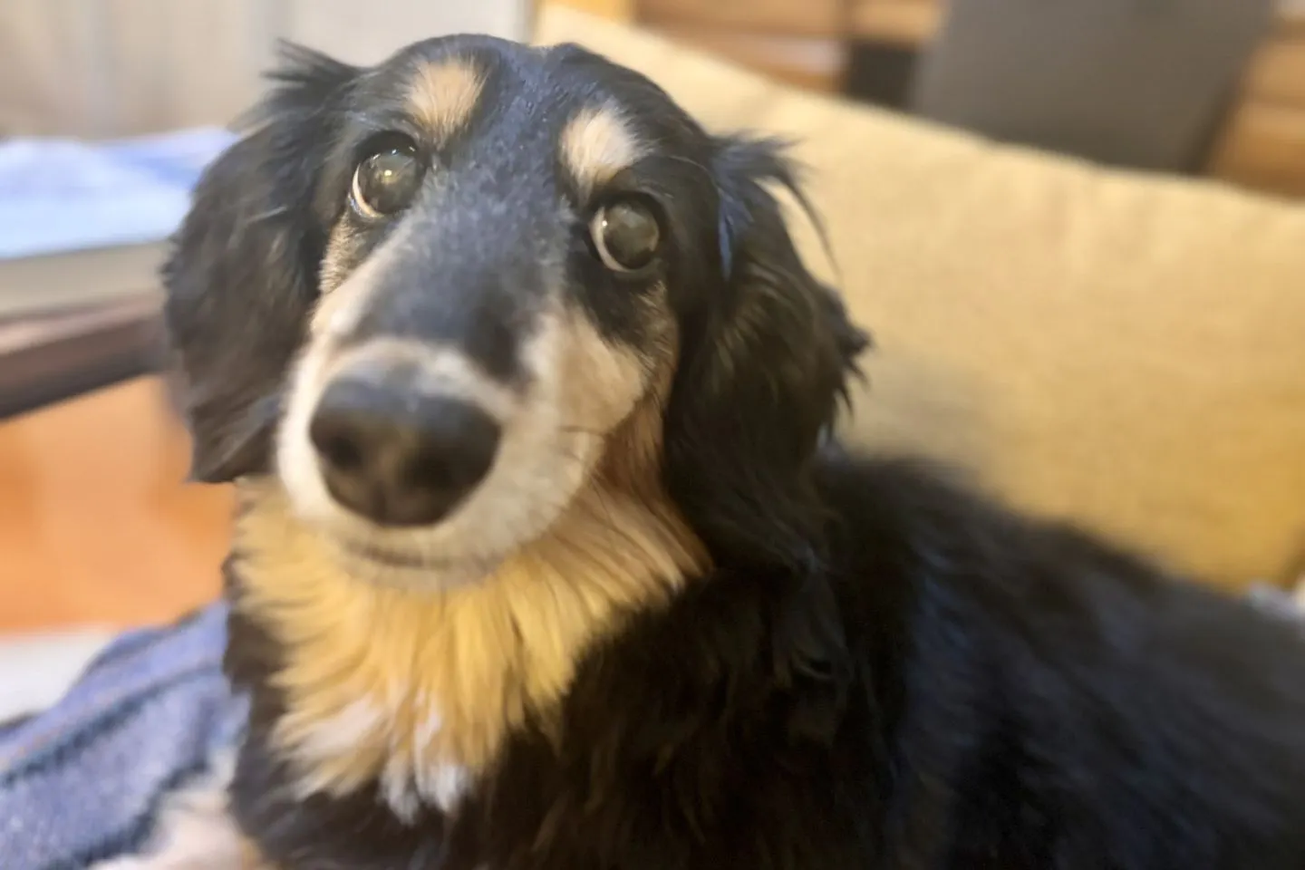 ミニチュアダックスフンドの愛犬・ライト