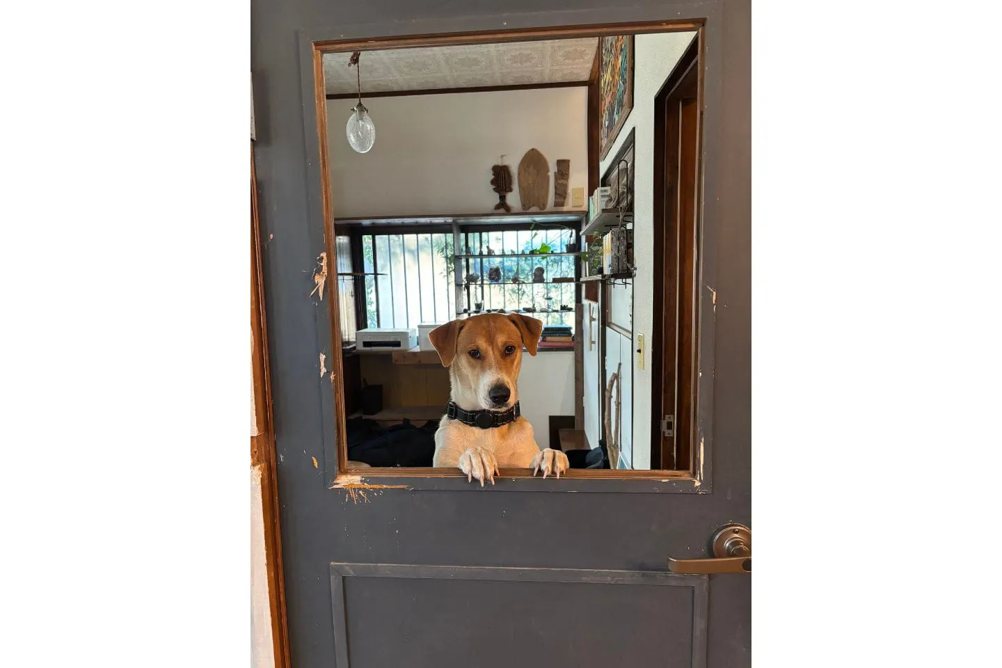 ドアの穴から隣りの部屋へやって来た犬
