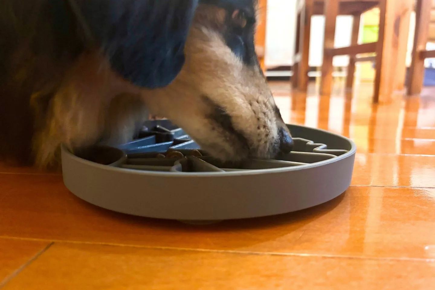 カインズの早食い防止マットを使う犬の様子