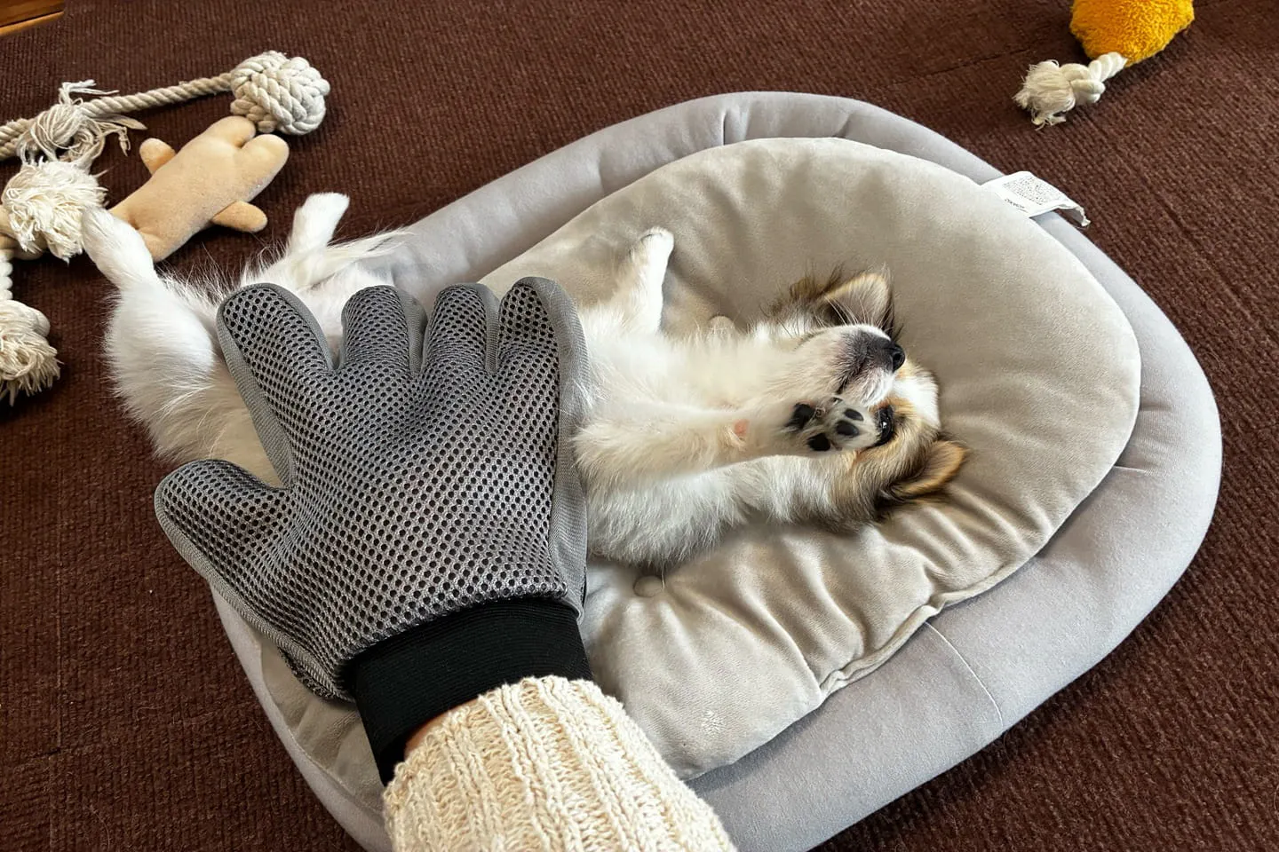 グローブのブラシで犬をなでる
