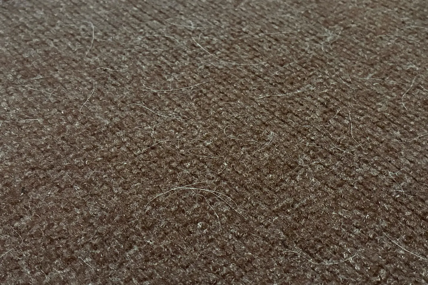 カーペットに落ちたペットの毛