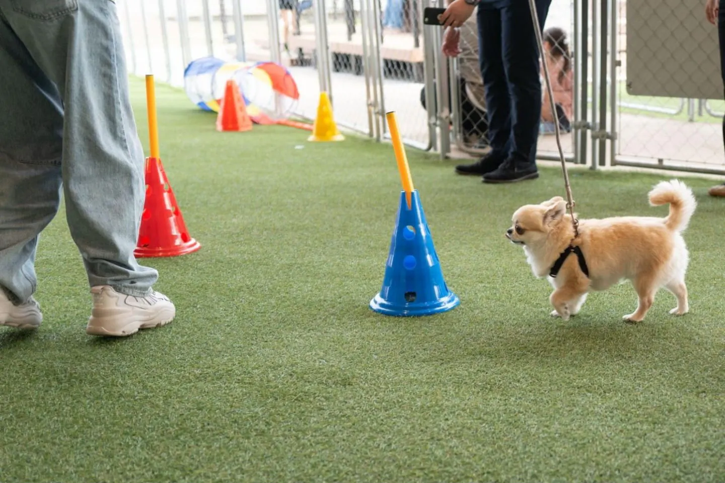 ミニアジリティ大会の練習タイム