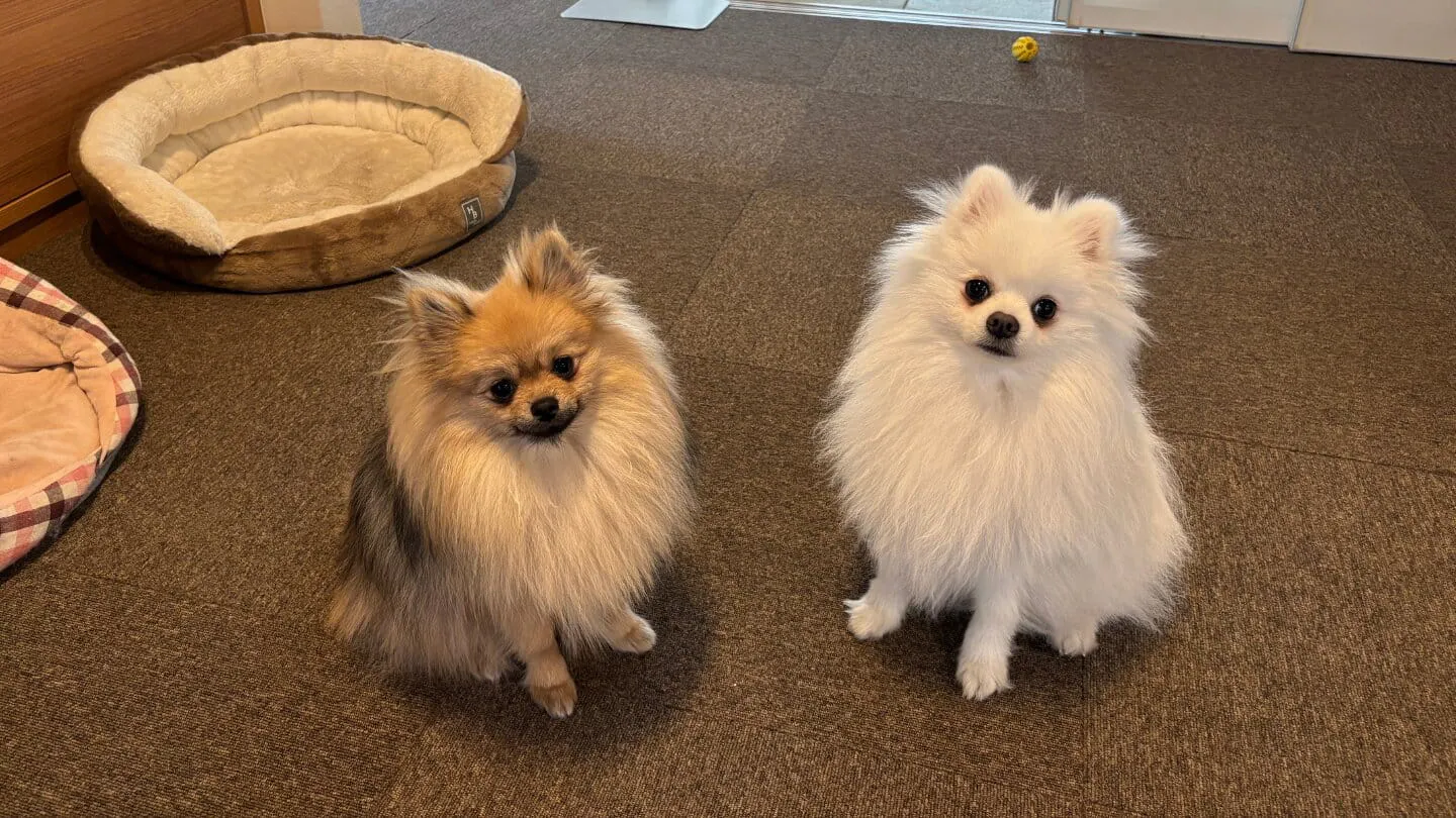 二匹の犬