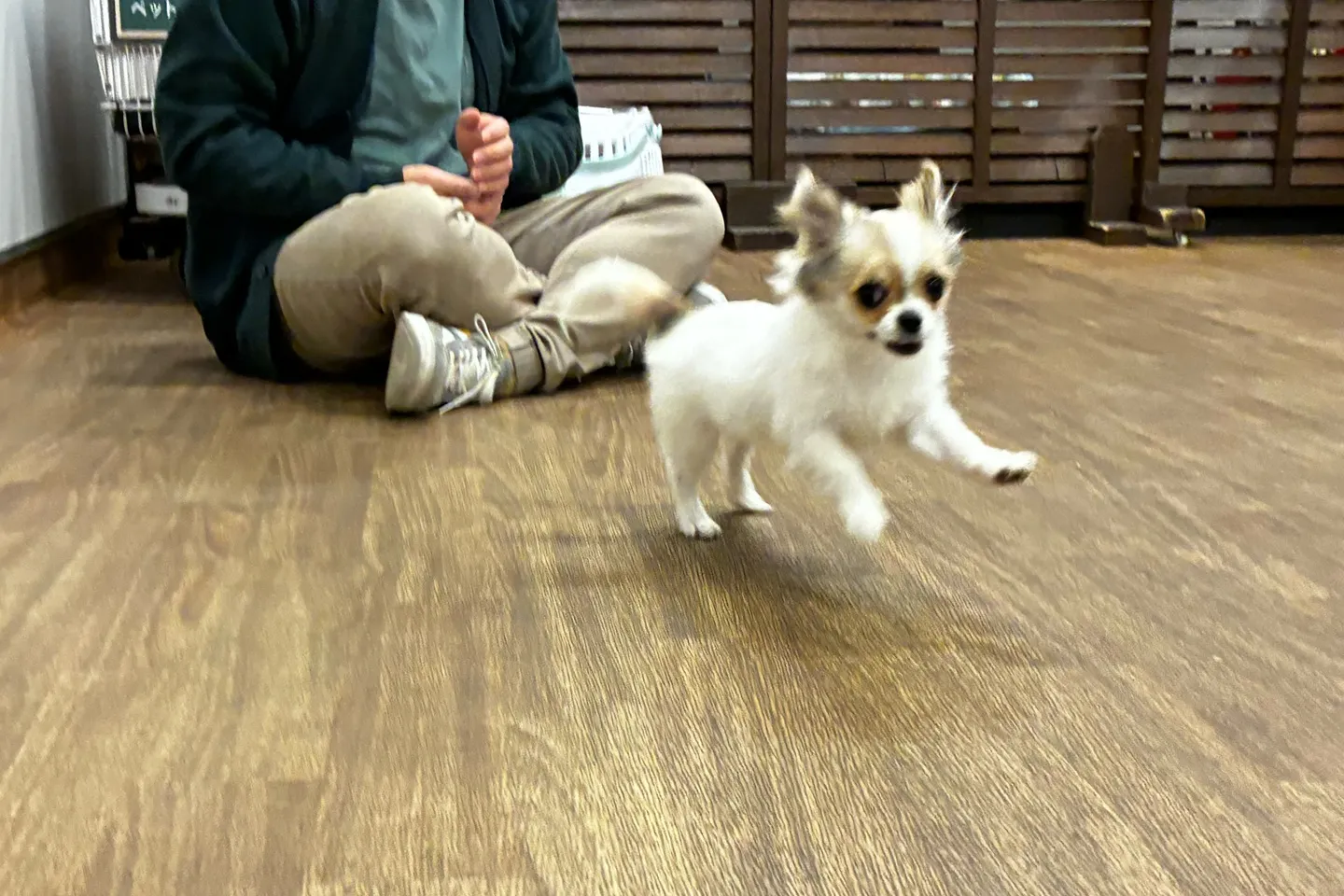 ピントが合わせられないほど、大喜びで駆け回りながらトレーニング！