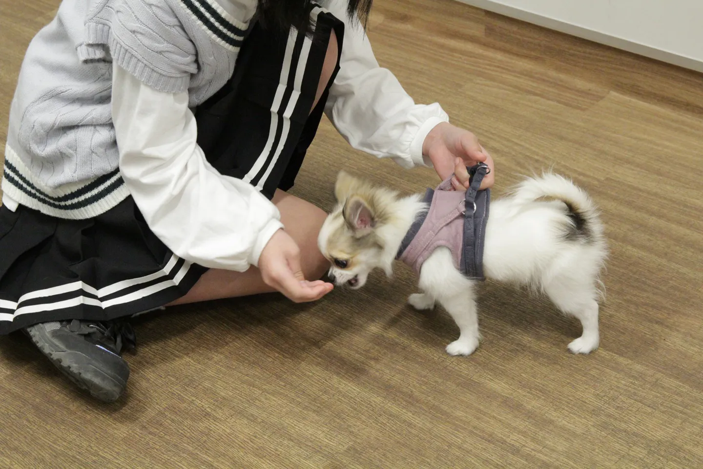 ハーネスを触らせてくれる犬