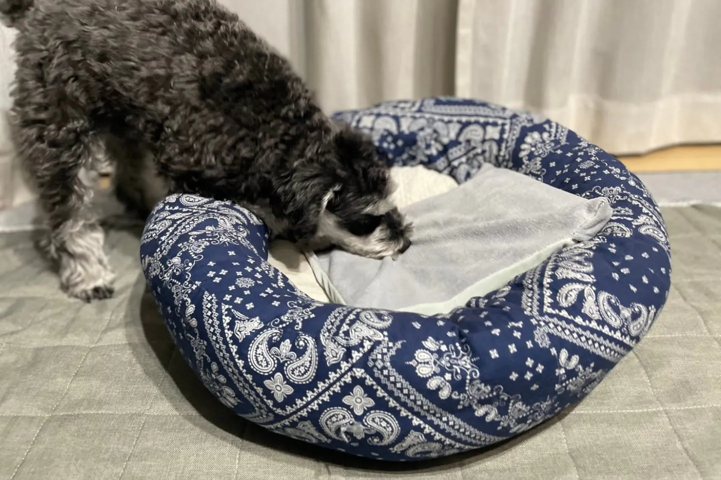 ジェルマットのにおいを確認する犬 ジェルマットのにおいを確認する犬