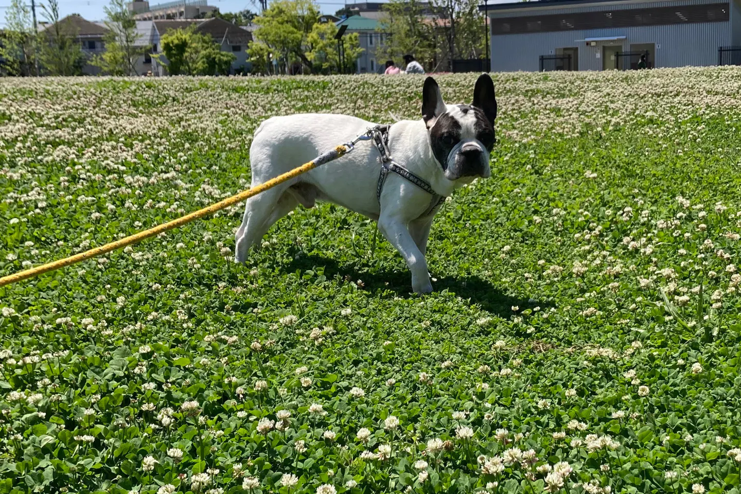 元気な頃の愛犬カバヲの散歩の様子
