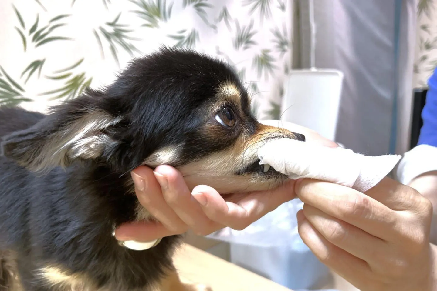 獣医師が教えるオンライン歯みがき教室レポ!当日の様子をちょっとだけお届けします