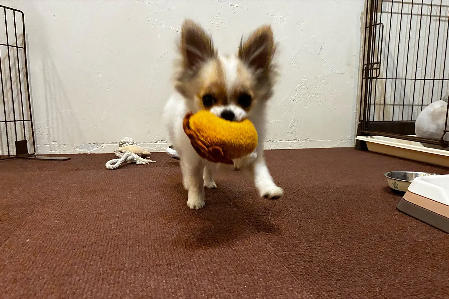 モッテコイする犬