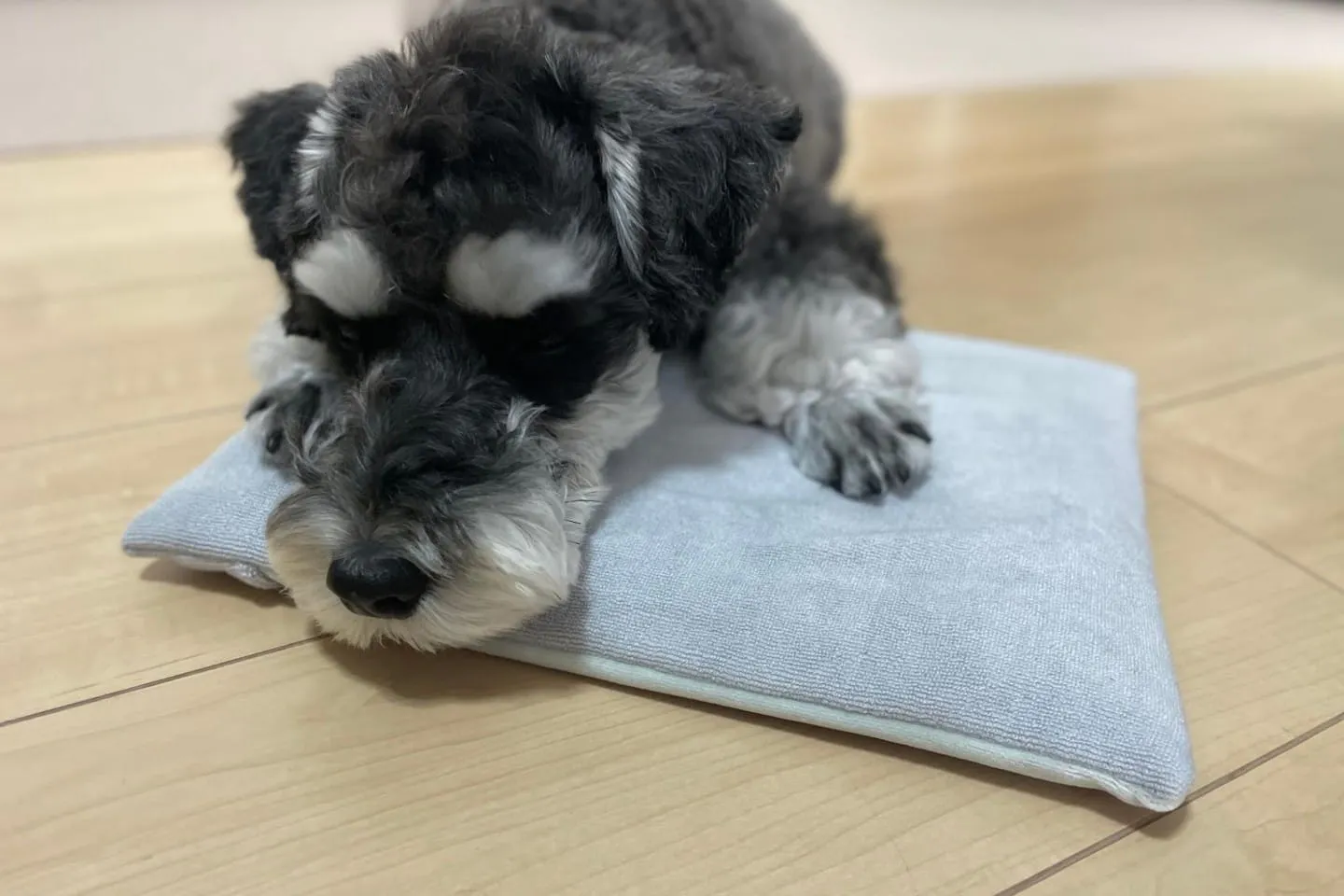 ジェルマットにのる犬 ジェルマットにのる犬
