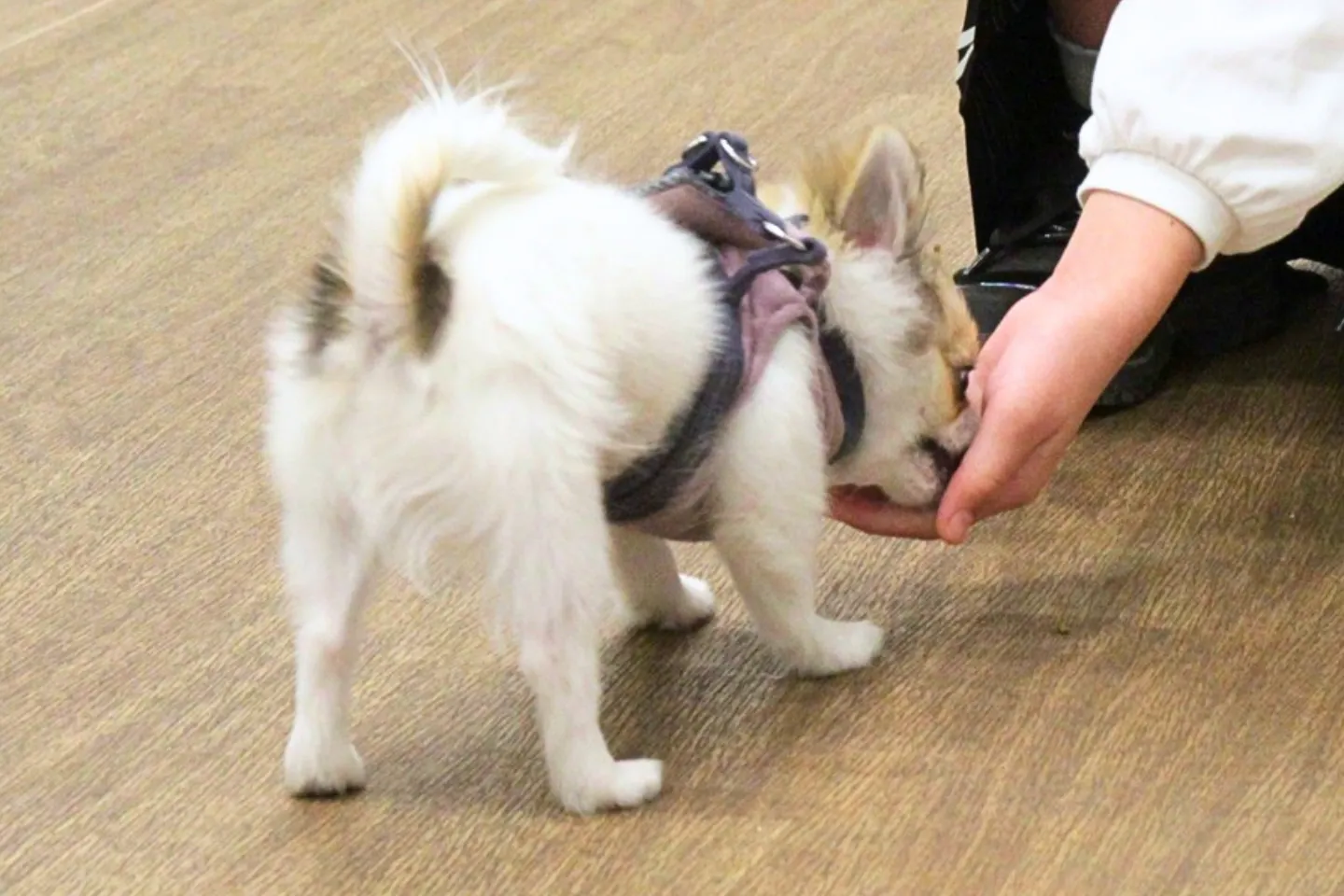 犬を追わずに手元に引き付ける