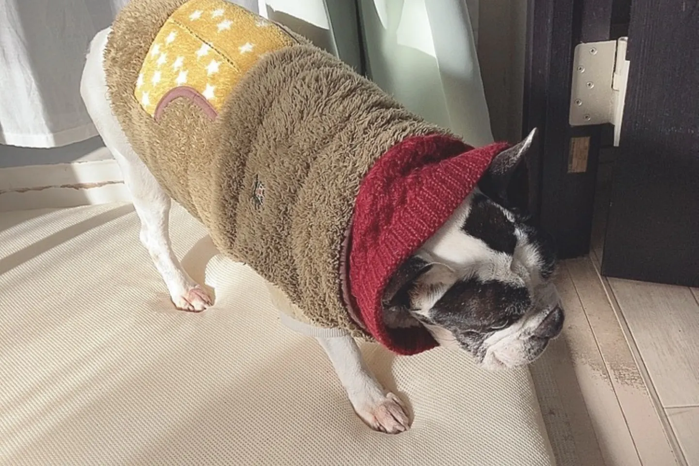 防犯ブザーの前を歩くシニア犬