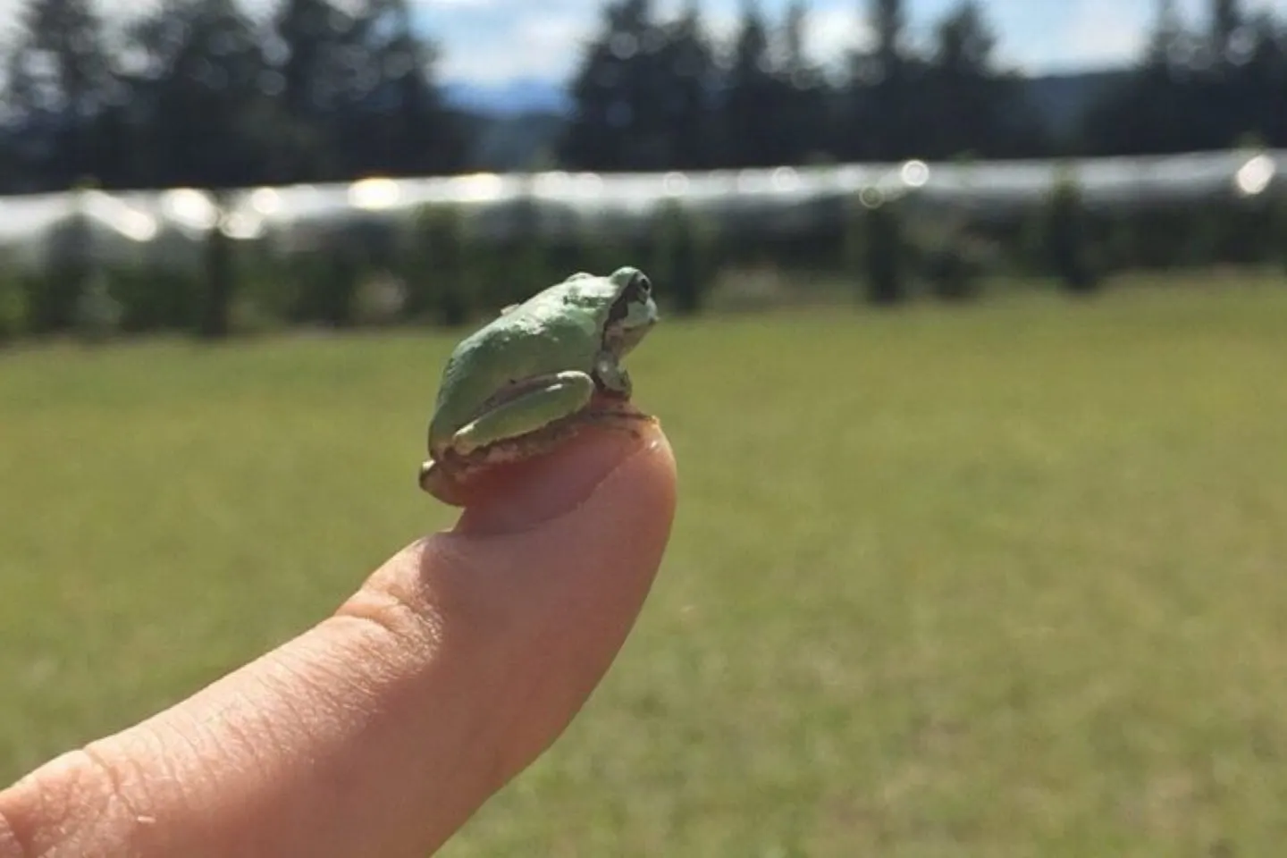 指のうえにのるカエル