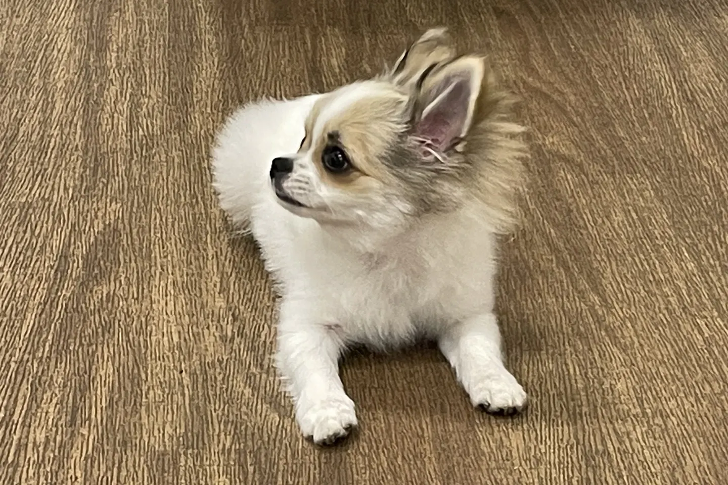 おすわりする犬