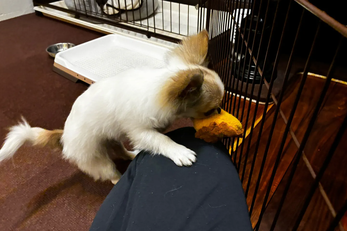 駆け寄ってくる犬