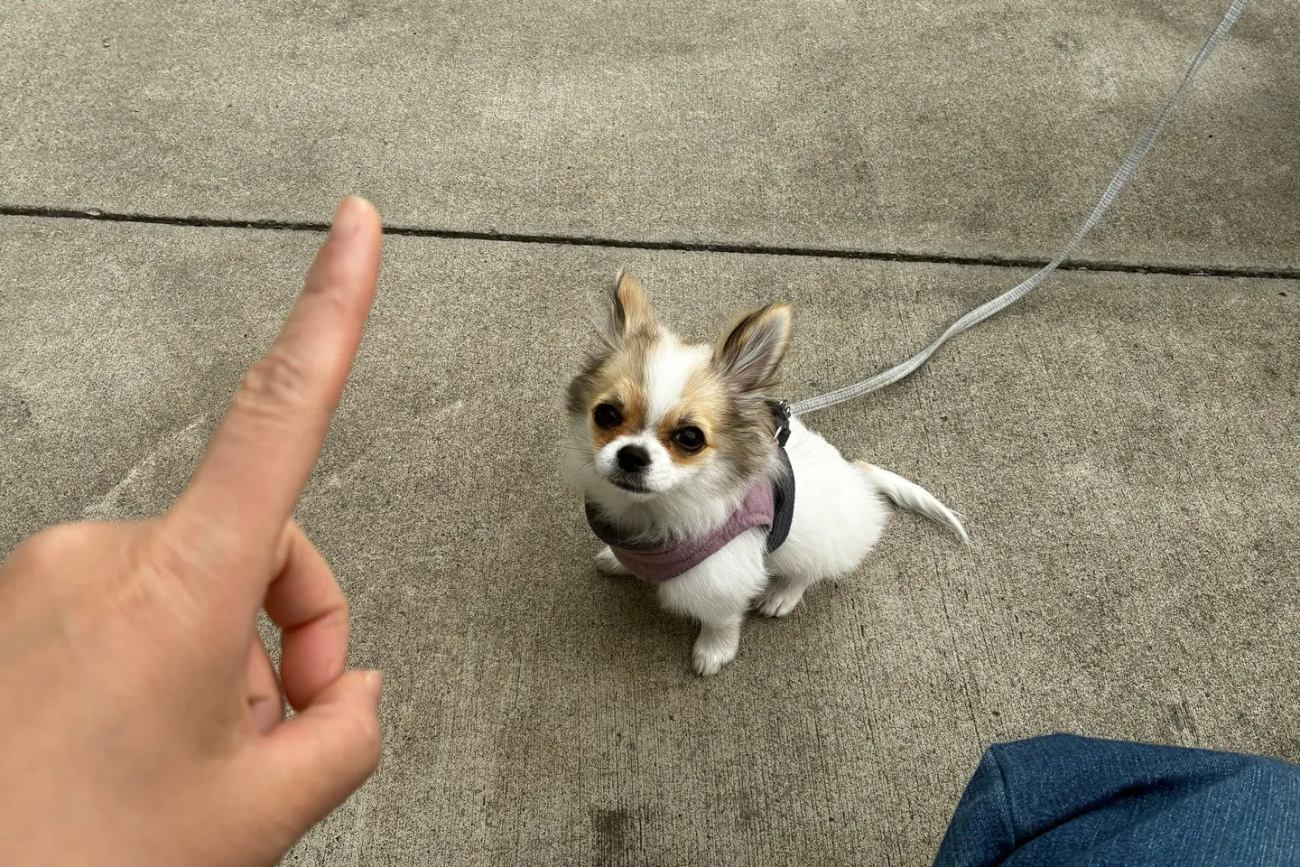 指を見つめる犬