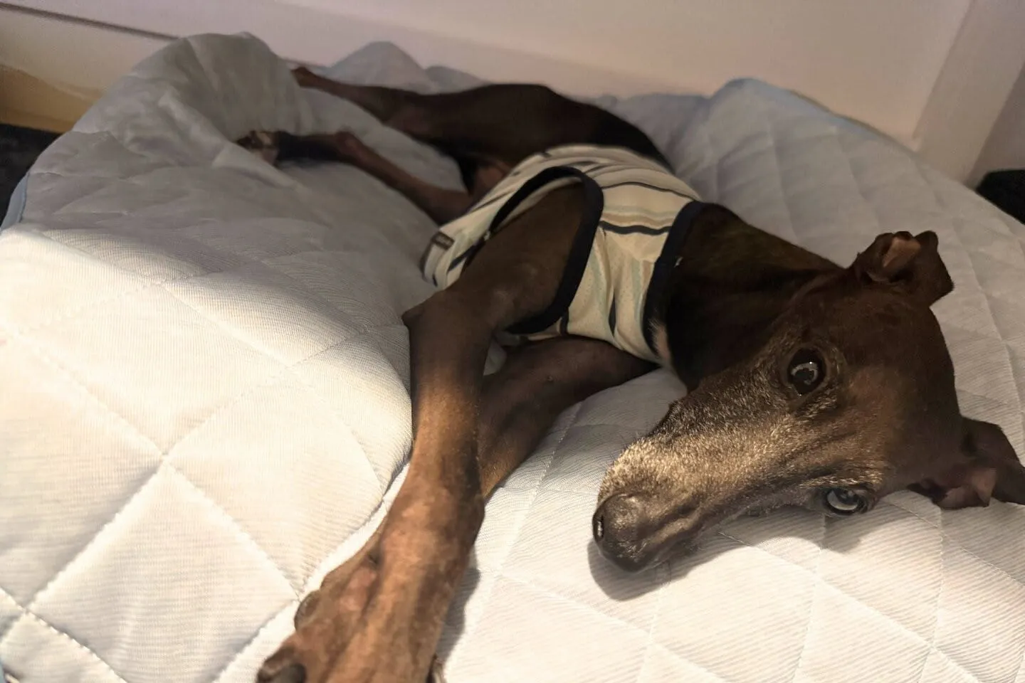 暑そうな犬