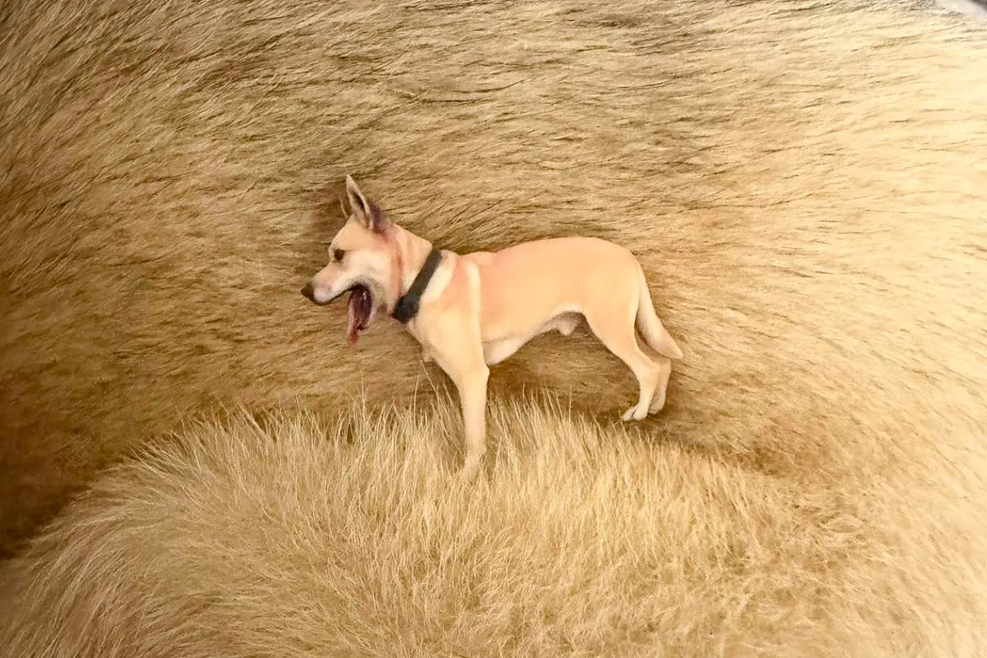 犬の上に置かれた3Dフィギア