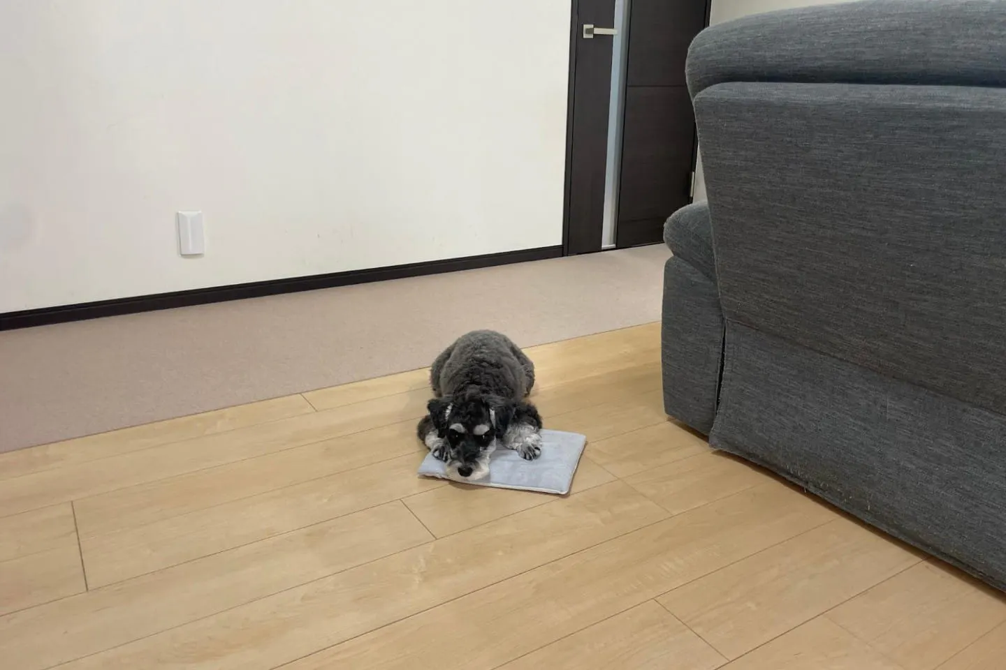 ジェルマットに乗る犬 ジェルマットに乗る犬