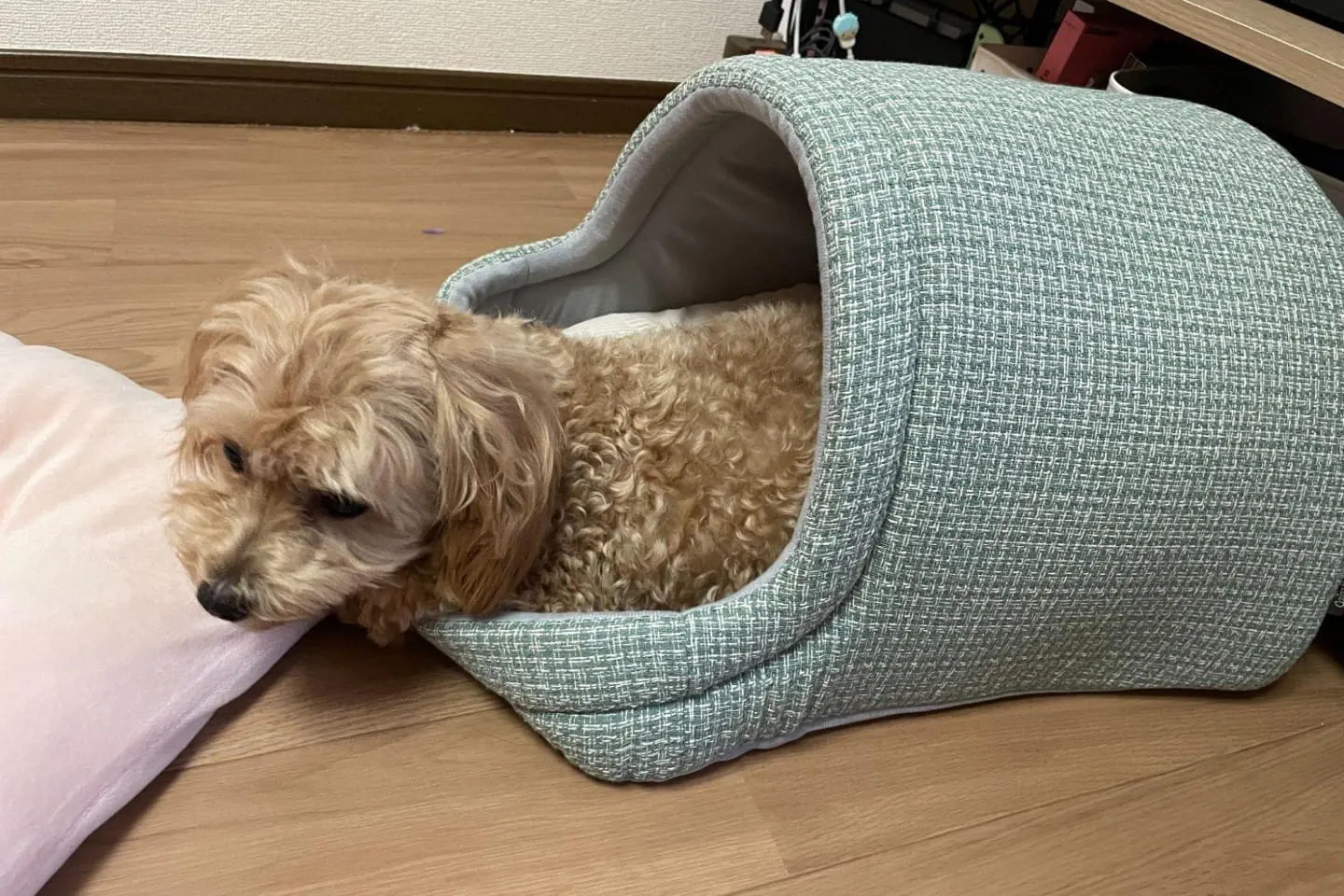 犬用ドームベッドに入口付近でくつろぐマルプー