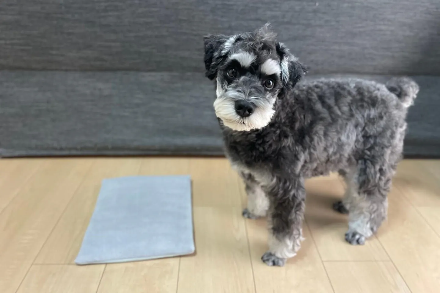 ホッとぬくひやジェルマットと犬 ホッとぬくひやジェルマットと犬