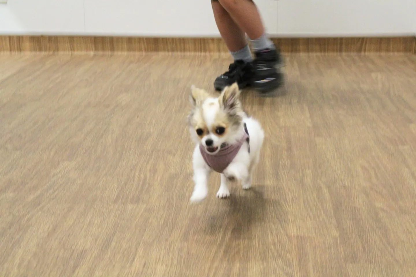 オイデの呼びかけに応える犬