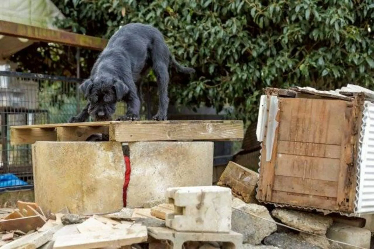 災害救助犬が瓦礫を想定した訓練施設で捜索訓練を行う様子
