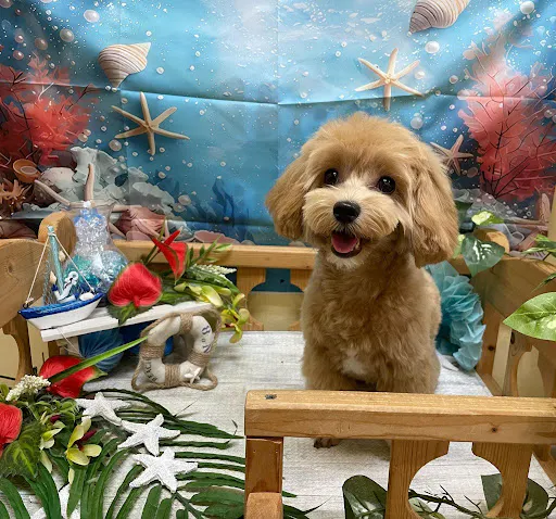 ひげぶ（愛犬家）