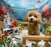 ひげぶ（愛犬家）