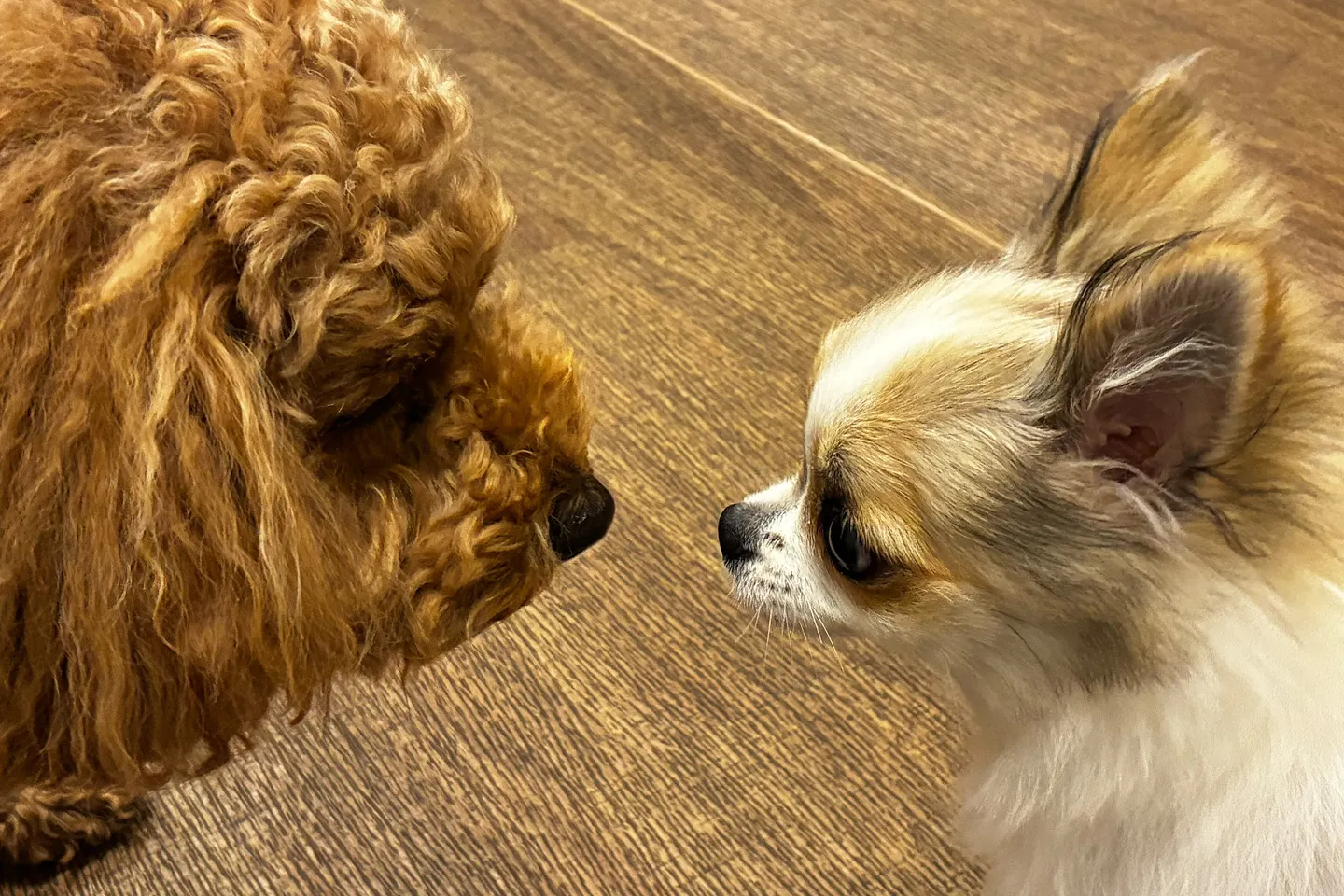 顔を合わせる犬