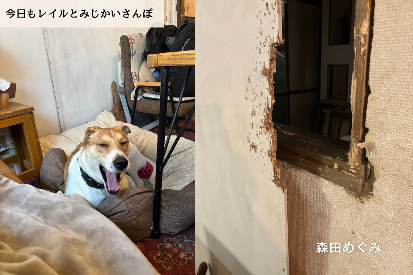 【連載】ウォンカ、大暴れ｜森田めぐみ｜今日もレイルとみじかいさんぽ