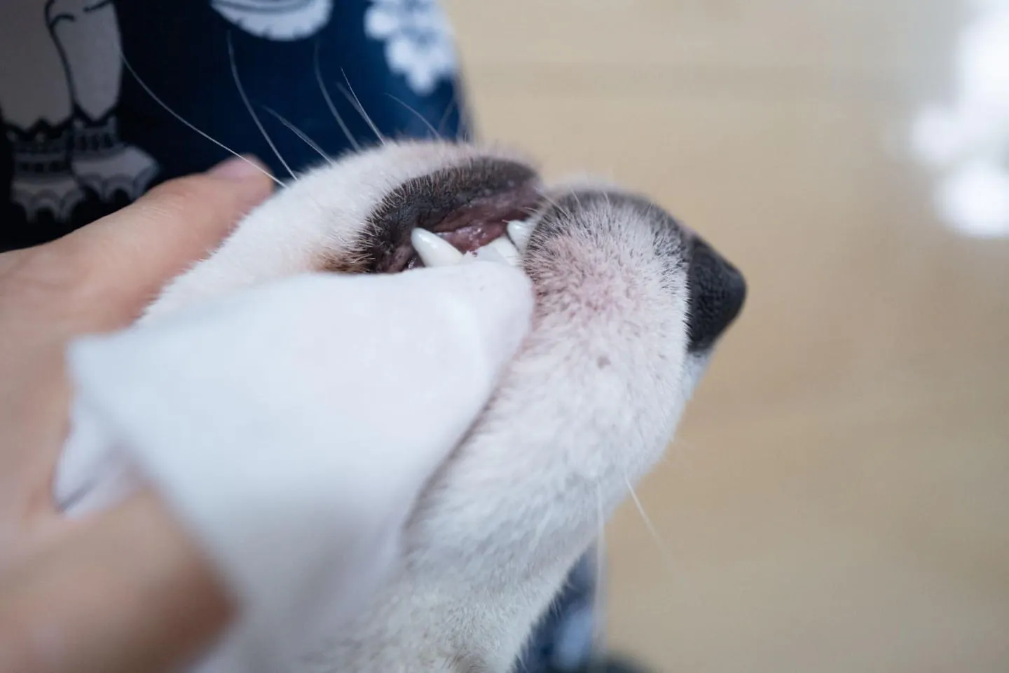 歯みがきシートで犬の歯を磨く 歯みがきシートで犬の歯を磨く