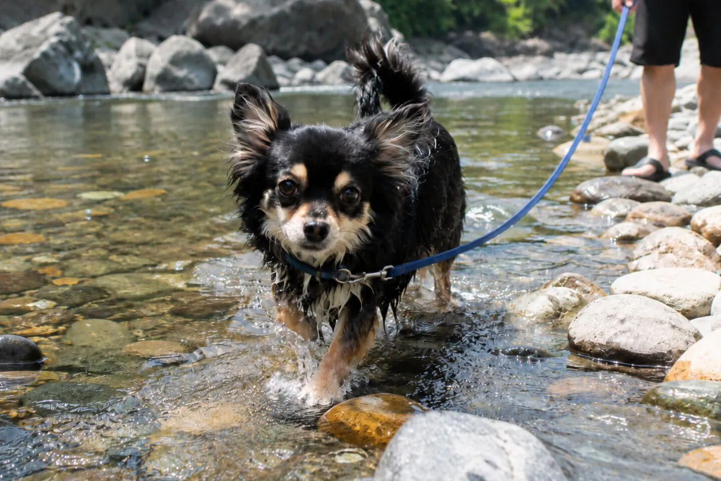 川遊びをする犬