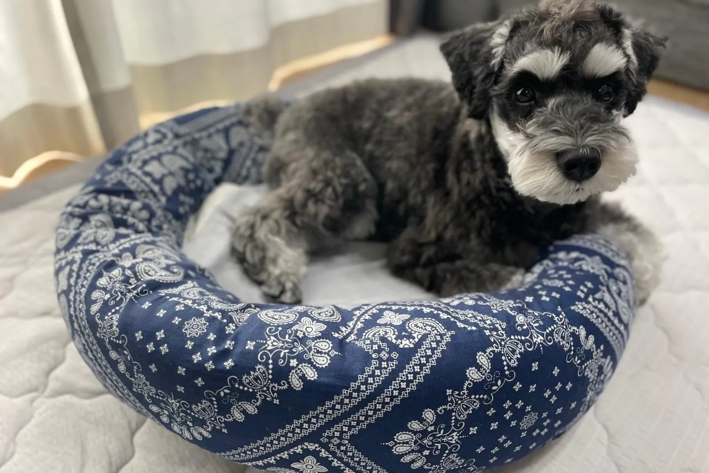 ジェルマット入りのベッドに座る犬 ジェルマット入りのベッドに座る犬