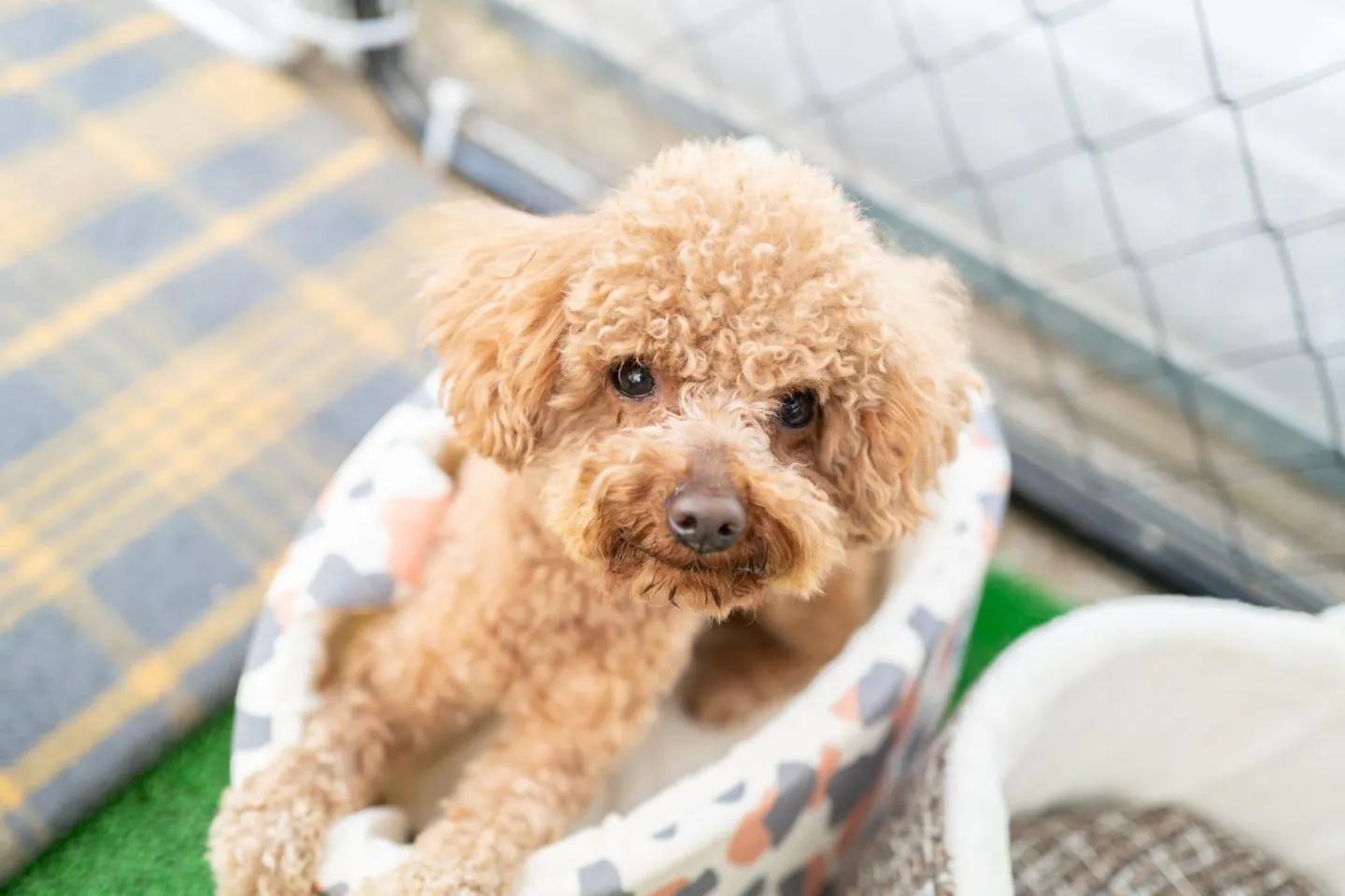 こちらを見つめる犬