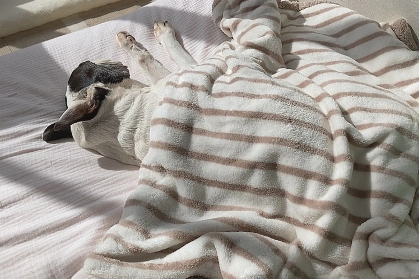 防水シーツを敷いたベッドで眠るシニア犬