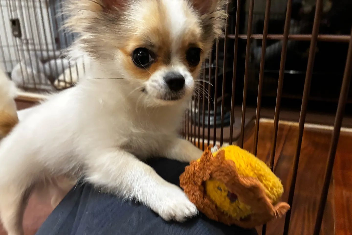 自らおもちゃを離してドヤ顔する犬