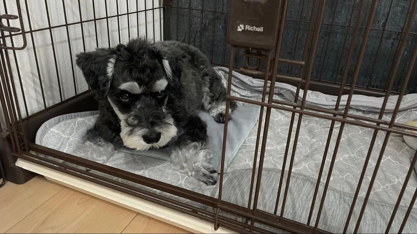 寝室でくつろぐ犬 寝室でくつろぐ犬
