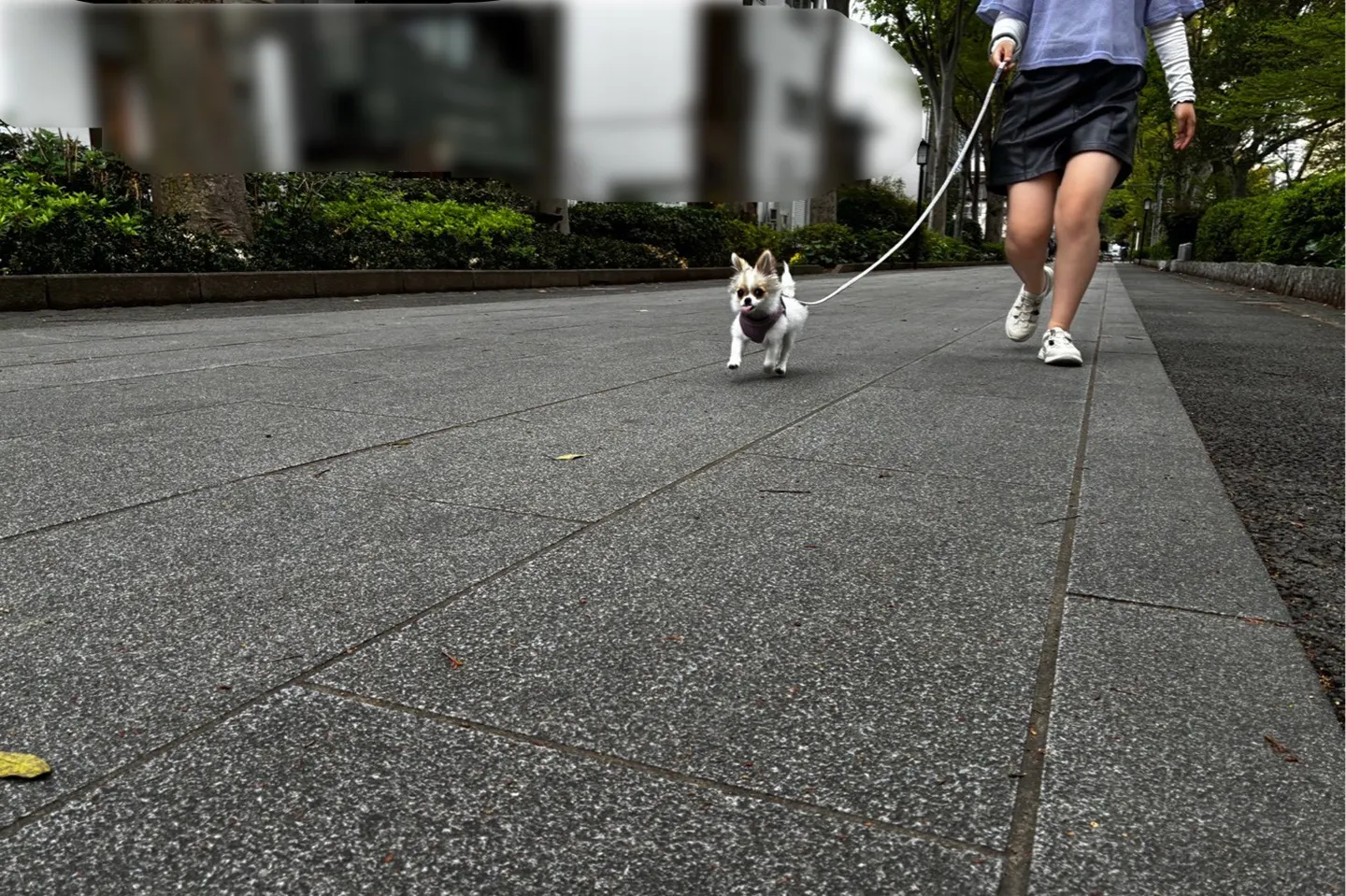 お散歩する犬
