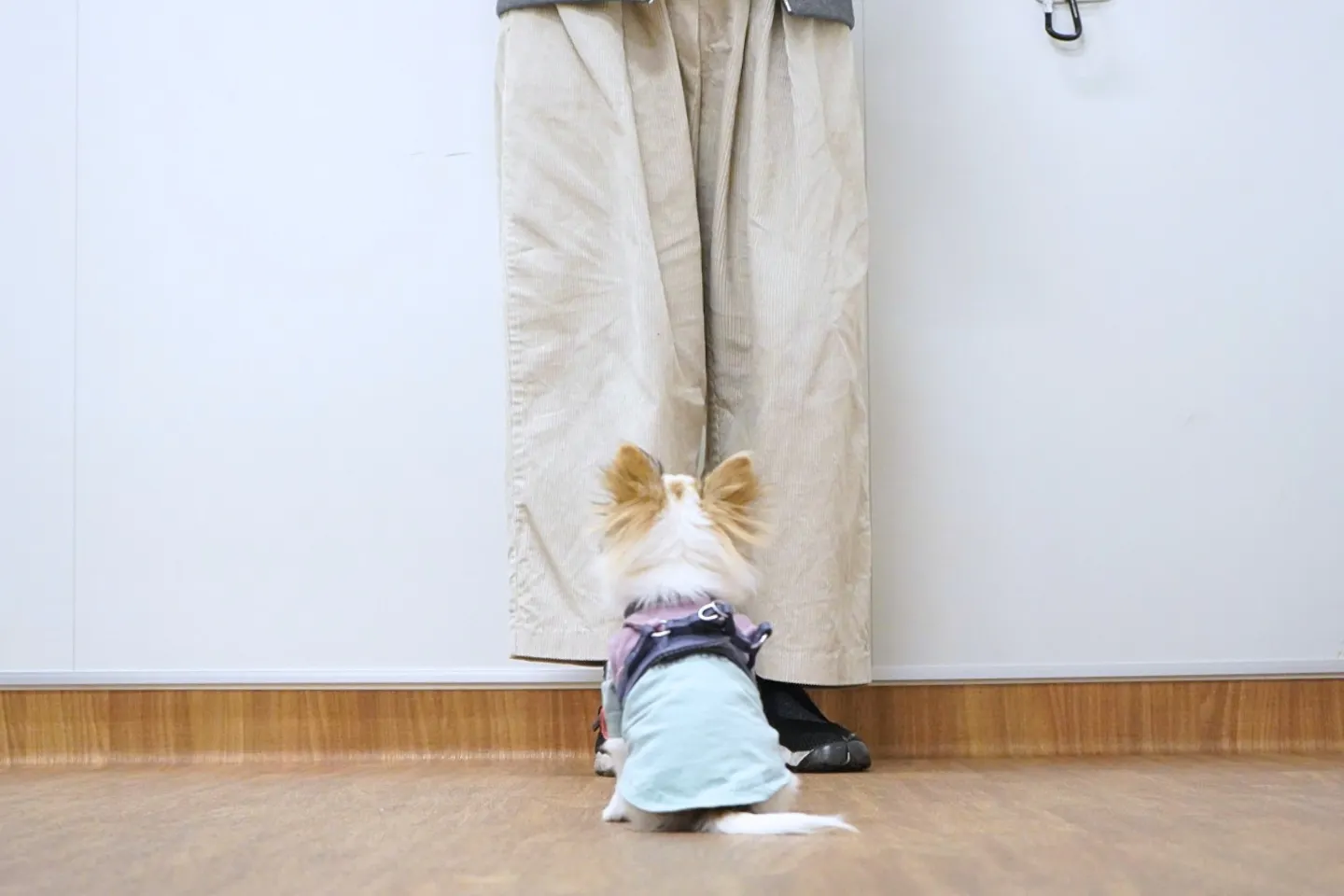 立ったまま、ハンドサインのみの指示で通るようになりました。この間、なんと5分足らず！